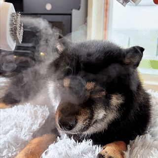 Ångborsten-Håller hunden och hemmet rent
